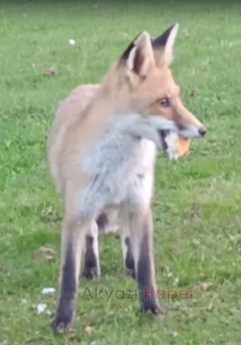 Tilki ile dostluğu şaşırtıyor