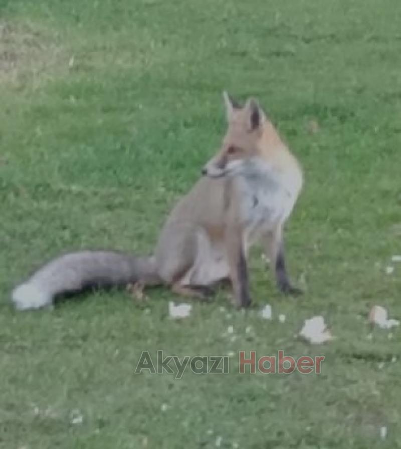 Tilki ile dostluğu şaşırtıyor