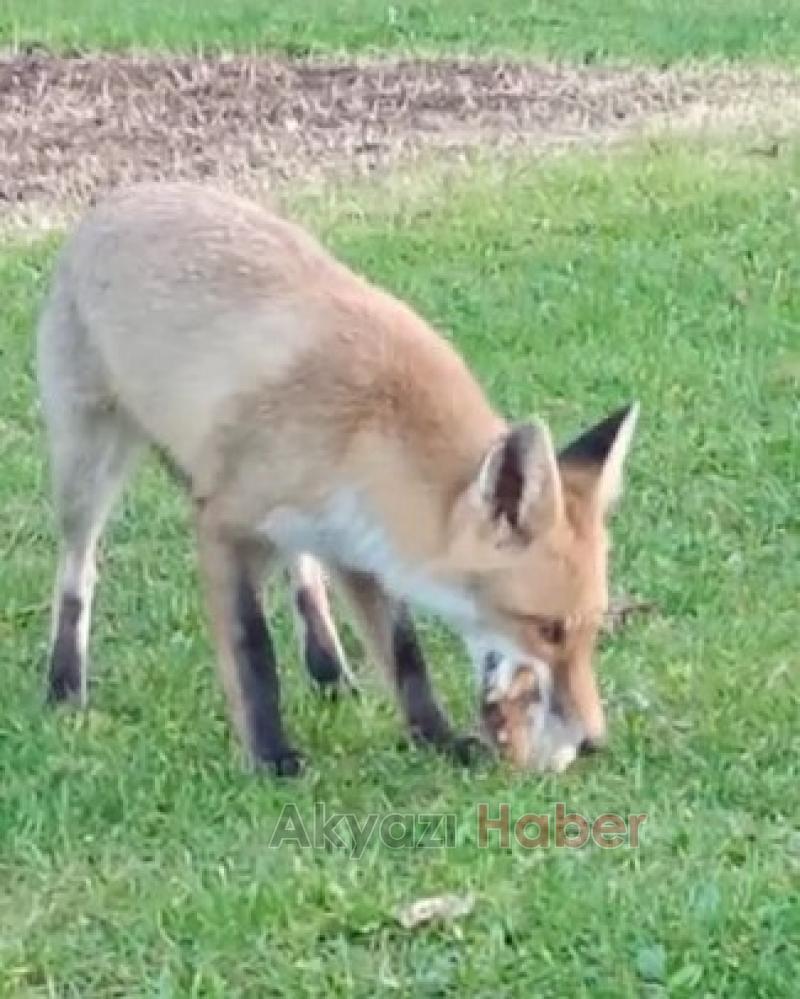 Tilki ile dostluğu şaşırtıyor