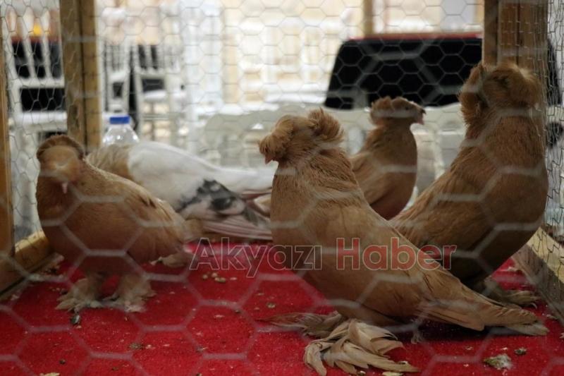 1 milyon liralık güvercin sakarya'da sergilendi