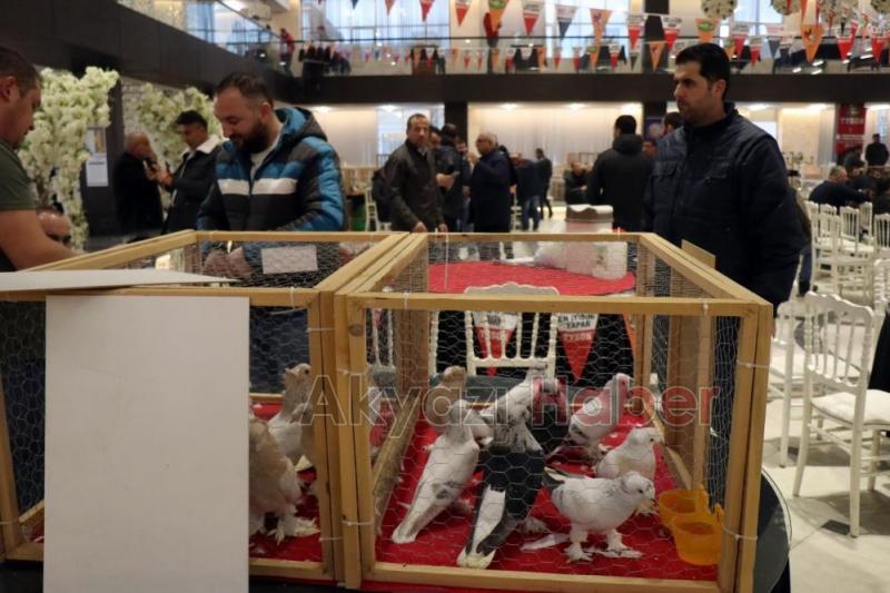 1 milyon liralık güvercin sakarya'da sergilendi