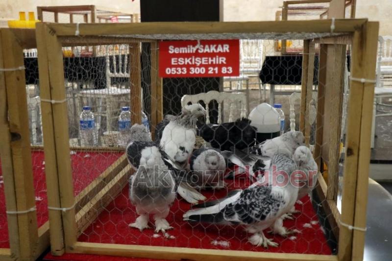 1 milyon liralık güvercin sakarya'da sergilendi