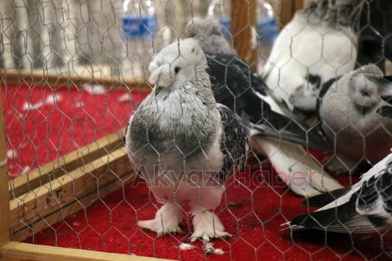 1 milyon liralık güvercin sakarya'da sergilendi