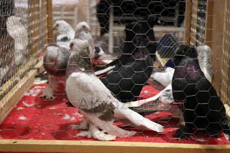 1 milyon liralık güvercin sakarya'da sergilendi