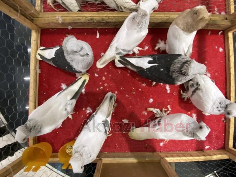 1 milyon liralık güvercin sakarya'da sergilendi