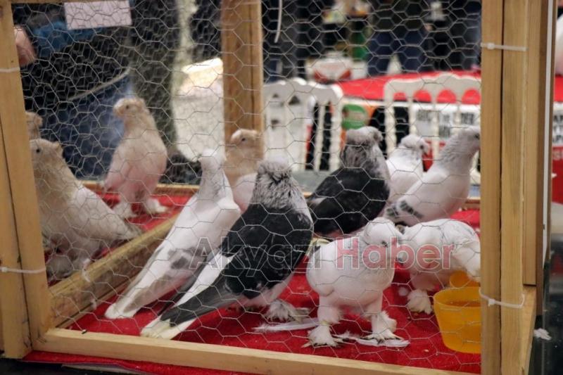 1 milyon liralık güvercin sakarya'da sergilendi