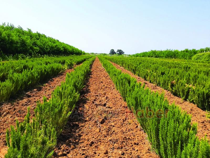 Büyükşehir biberiye üretiminde 12 tona ulaştı