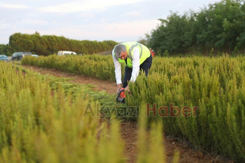 Büyükşehir biberiye üretiminde 12 tona ulaştı