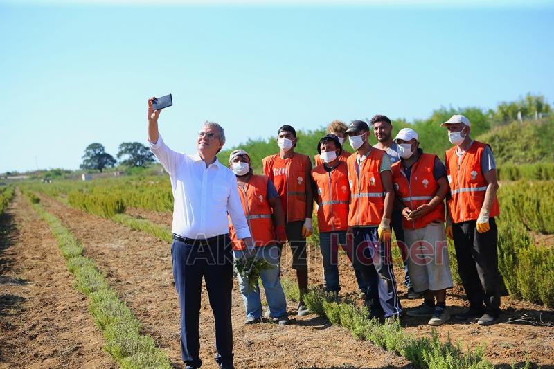 Büyükşehir biberiye üretiminde 12 tona ulaştı