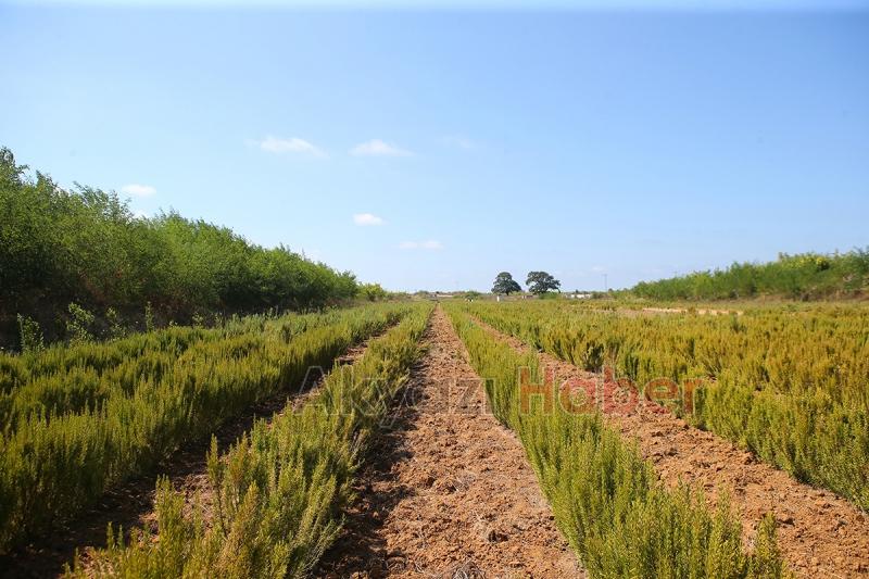 Büyükşehir biberiye üretiminde 12 tona ulaştı