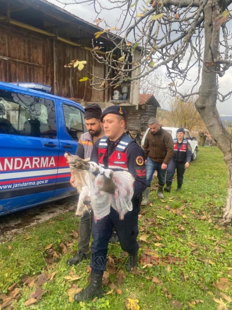 Köpeğin saldırısına uğrayan karaca tedavi altına alındı