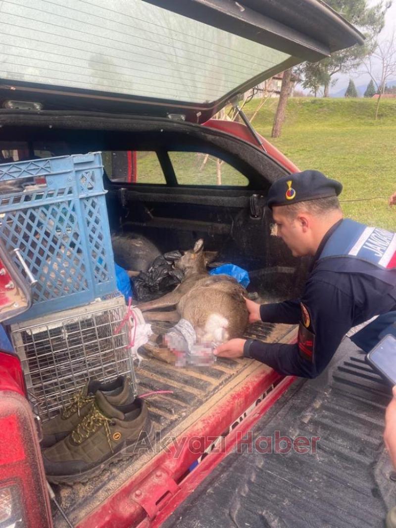 Köpeğin saldırısına uğrayan karaca tedavi altına alındı