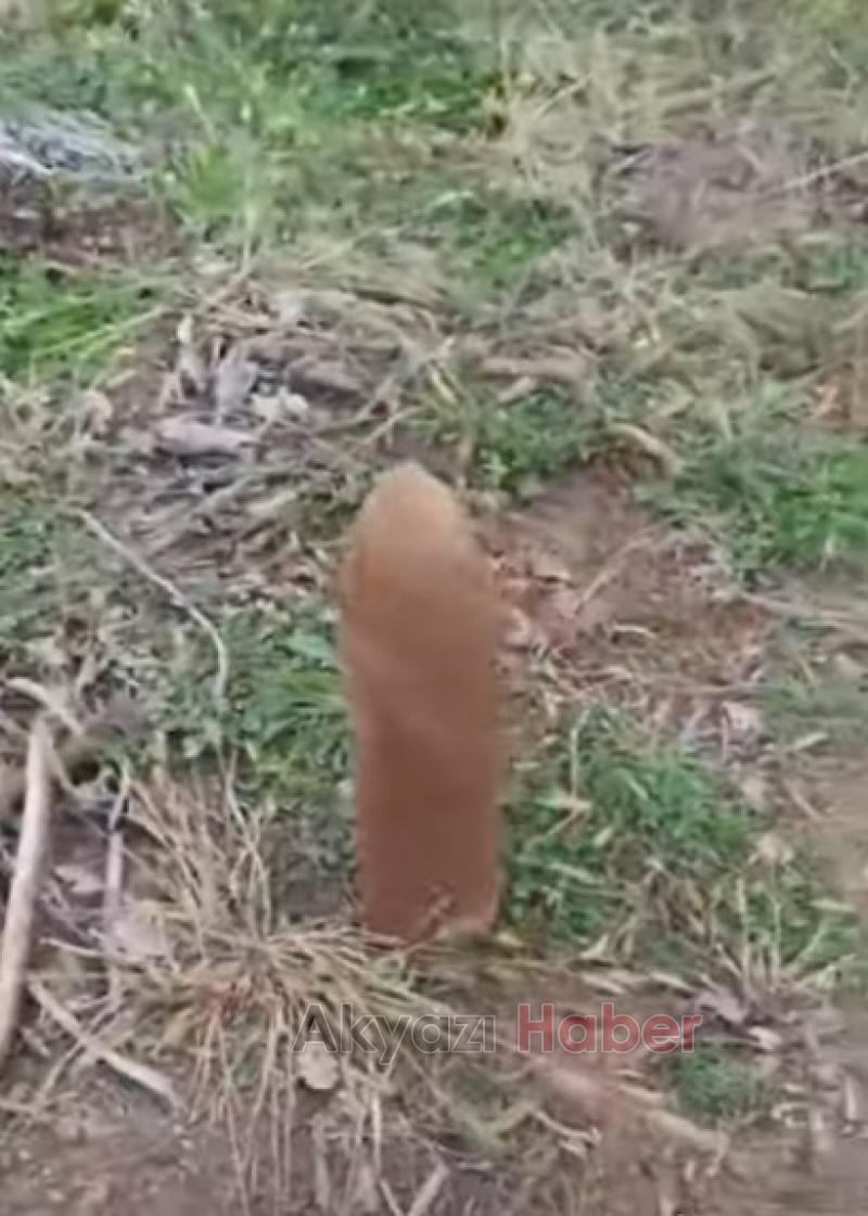 Hendek'te top mermisi bulundu