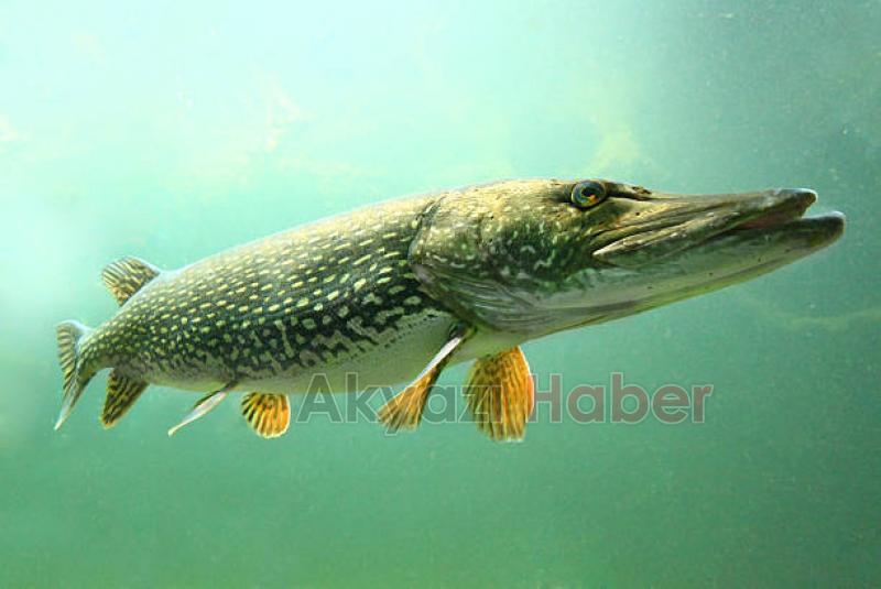 Turna balığına av yasağı geldi