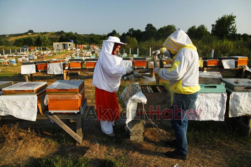 Büyükşehir 1 yılda tam 29 ton bal üretti