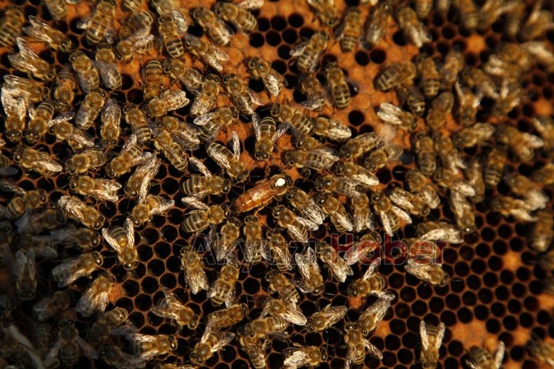 Büyükşehir 1 yılda tam 29 ton bal üretti