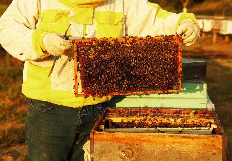 Büyükşehir 1 yılda tam 29 ton bal üretti