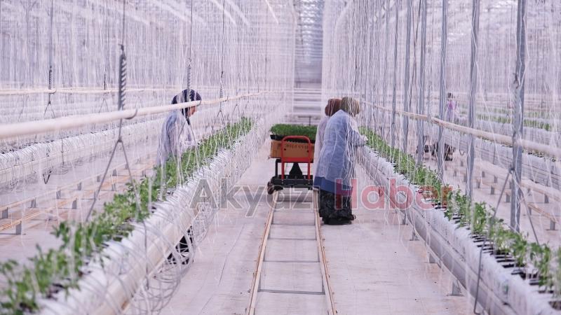 700 ton domates hasat edilen Akyazı'da yeni fideler dikildi