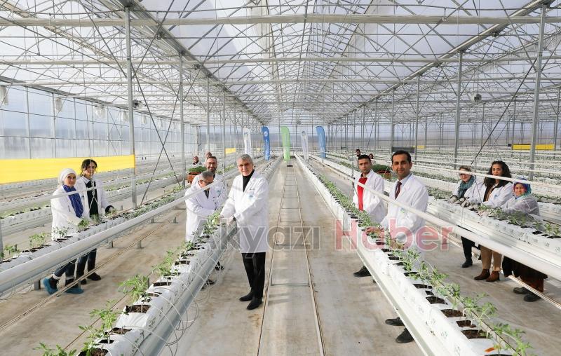 700 ton domates hasat edilen Akyazı'da yeni fideler dikildi