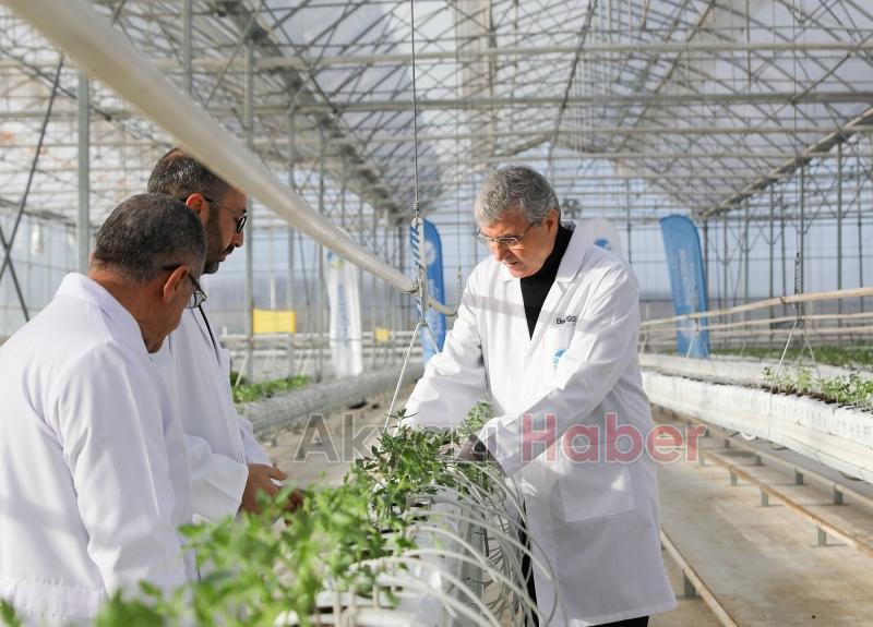 700 ton domates hasat edilen Akyazı'da yeni fideler dikildi