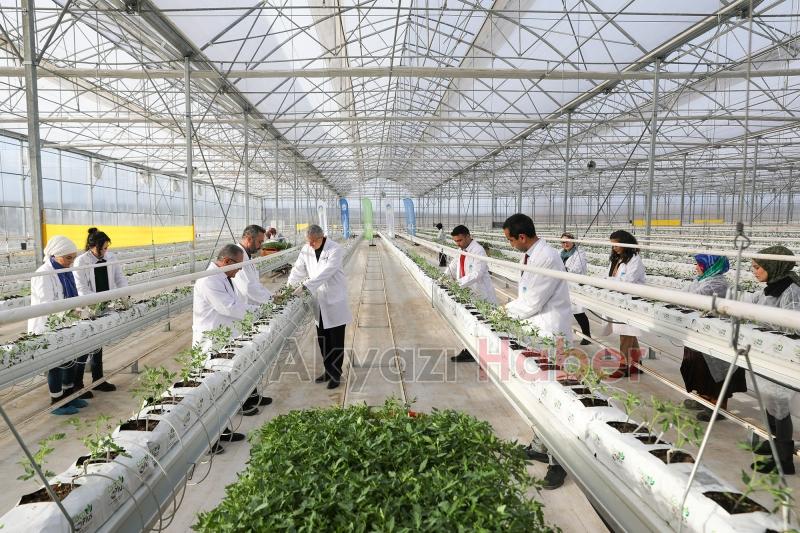 700 ton domates hasat edilen Akyazı'da yeni fideler dikildi