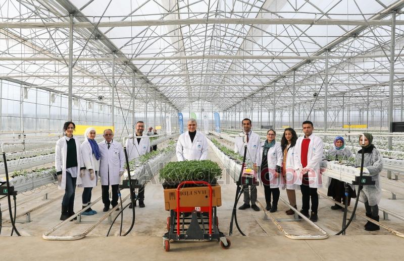 700 ton domates hasat edilen Akyazı'da yeni fideler dikildi