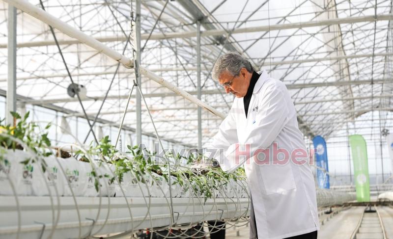 700 ton domates hasat edilen Akyazı'da yeni fideler dikildi