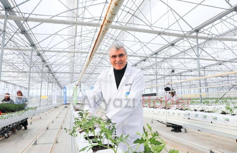 700 ton domates hasat edilen Akyazı'da yeni fideler dikildi