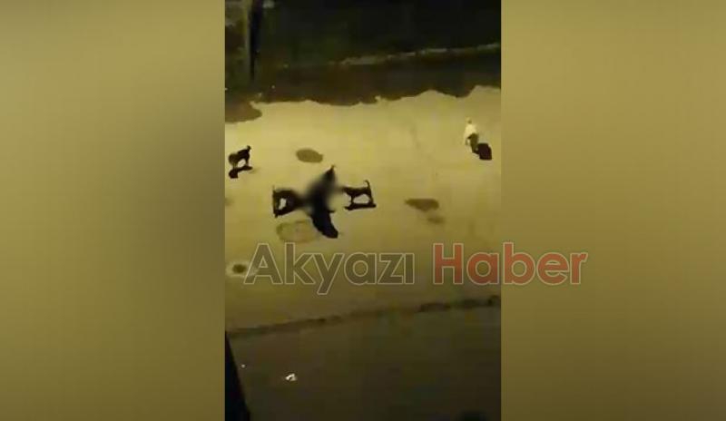 Hastane bahçesinde kediyi boğarak öldürdüler