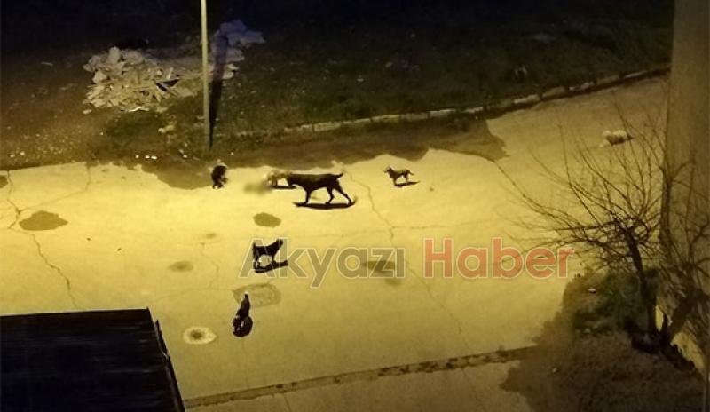 Hastane bahçesinde kediyi boğarak öldürdüler