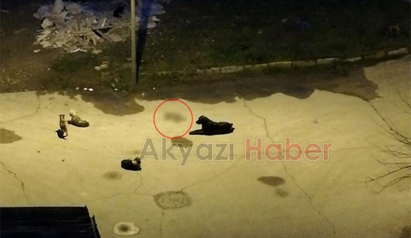 Hastane bahçesinde kediyi boğarak öldürdüler