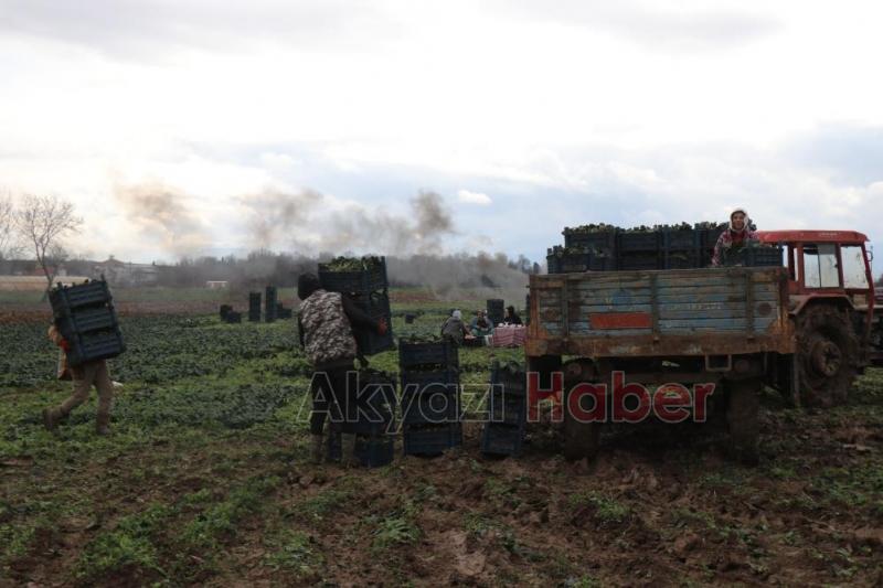 Kış aylarının vazgeçilmezi ıspanağın hasadı sürüyor