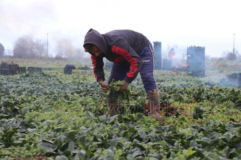 Kış aylarının vazgeçilmezi ıspanağın hasadı sürüyor