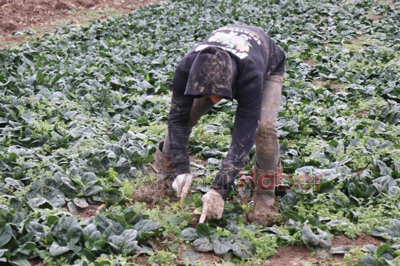 Kış aylarının vazgeçilmezi ıspanağın hasadı sürüyor