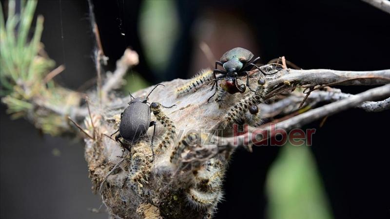 Terminatör böcekler Sakarya ormanlarını istilacı türden temizleyecek
