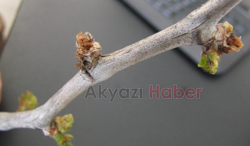 Geyve ve Pamukova'da meyve bahçelerini don vurdu