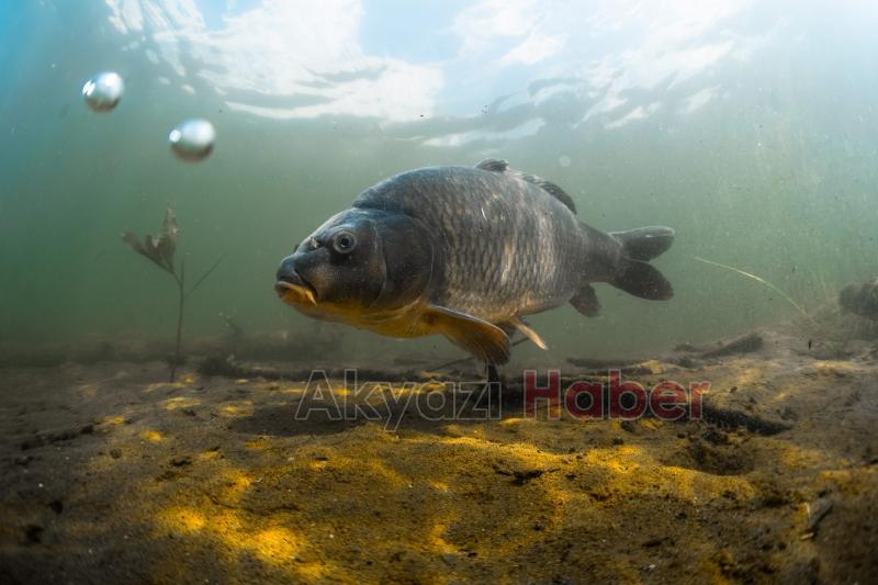 İç sularda balık avı yasağı başladı