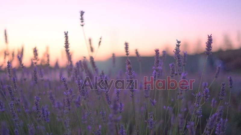 Botanik Park’a ilk kazma vurulacak