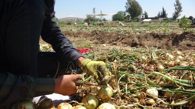 Soğan fiyatı düşüyor