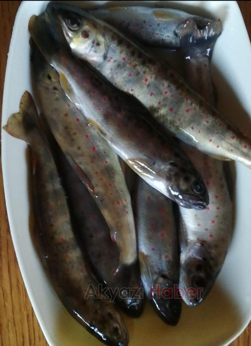 Kırmızı benekli alabalıkların avlanmasına tepki