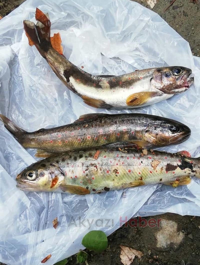 Kırmızı benekli alabalıkların avlanmasına tepki