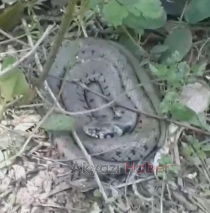 Bahçede yılanla karşılaştı