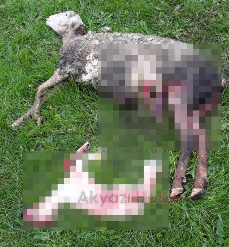 Sokak köpekleri 7 koyunu telef etti