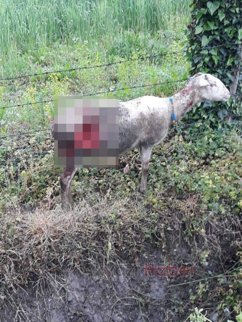 Sokak köpekleri 7 koyunu telef etti