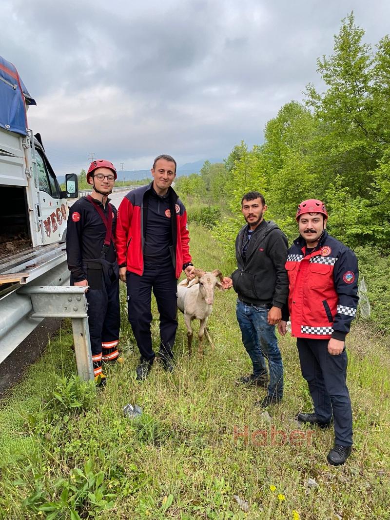 Ormanlık alanda mahsur kalan küçükbaş hayvan, itfaiye ekiplerince kurtarıldı.