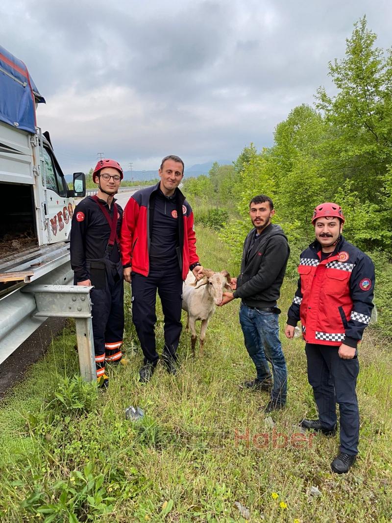 Ormanlık alanda mahsur kalan küçükbaş hayvan, itfaiye ekiplerince kurtarıldı.