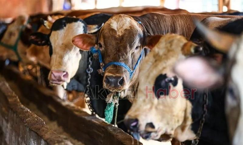 Besicilere kurban öncesi önemli uyarı