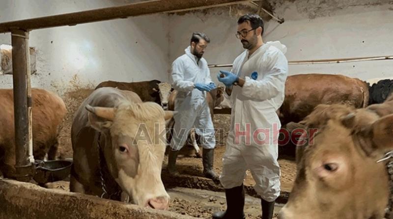 Sakarya Hayvan Pazarı ile ilgili son durum