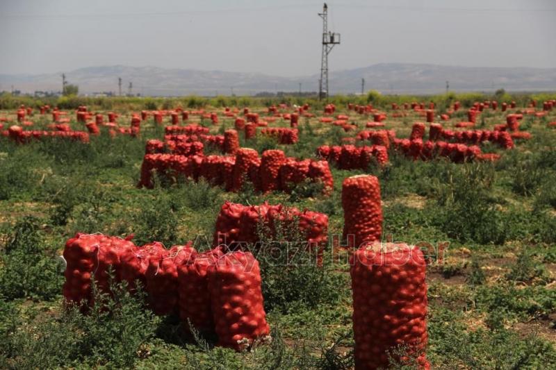 Hasat sürüyor: Soğanın tarlada fiyatı 4 liraya kadar indi