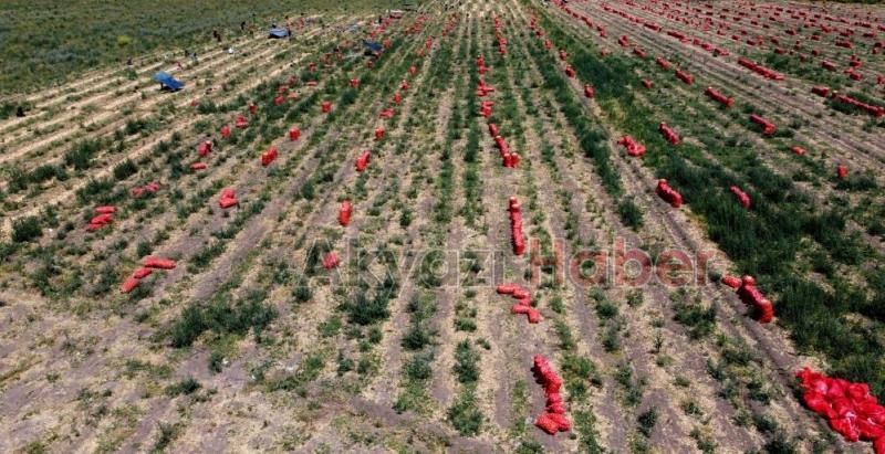 Hasat sürüyor: Soğanın tarlada fiyatı 4 liraya kadar indi